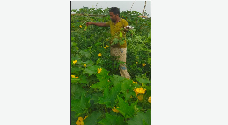 মিশ্র সবজি চাষে লাভবান কৃষক আলম মিয়া