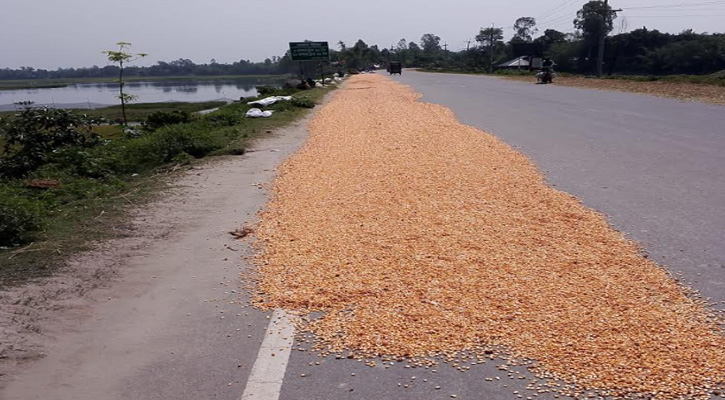 ভূরুঙ্গামারীতে মহাসড়ক যেন ভূট্টা শুকানোর মাঠ, সড়ক দুর্ঘটনার আশঙ্কা