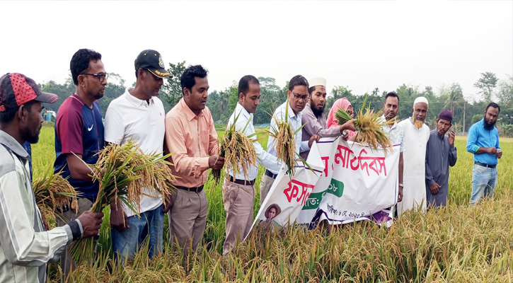 কমলগঞ্জে ব্রি-ধান ১০৮ চাষে সফল কৃষক মিঠু