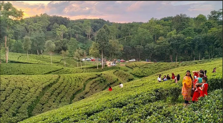 শ্রীমঙ্গলে নতুন অর্থবছরের প্রথম চা নিলামে গ্রীণ টি বিক্রি প্রতি কেজি ১,৫০০ টাকা