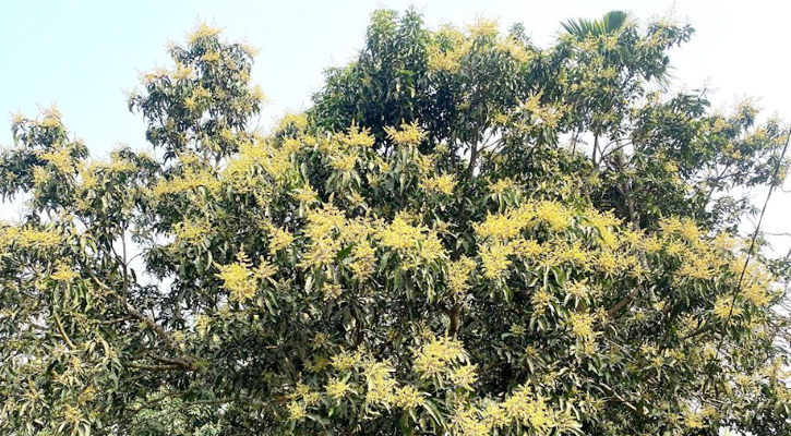 কমলগঞ্জে গাছে গাছে দুলছে আম্র মুকুল