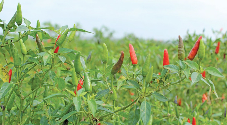 আত্রাই নদীর তীরে মরিচ চাষে অভাবনীয় সাফল্য