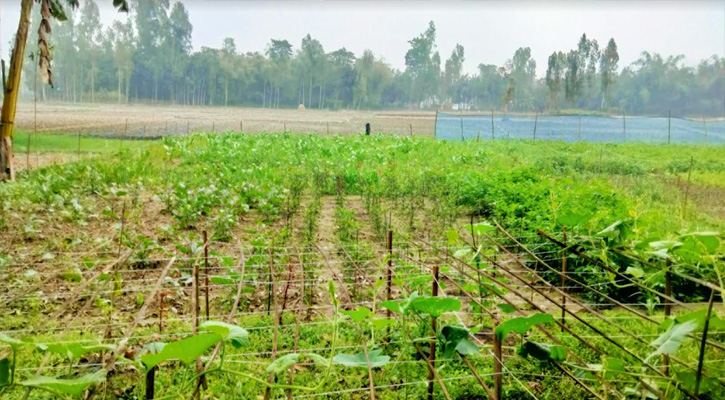 সুন্দরগঞ্জে শীত আর ঘন কুয়াশায় নষ্ট হচ্ছে শাক-সবজি