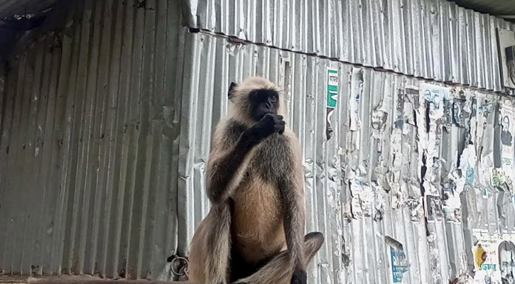 লোকালয়ে ঘুরছে মুখপোড়া হনুমান