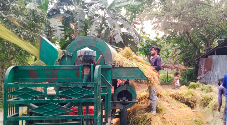 ভূরুঙ্গামারীতে ইরি-বোরো ধান কাটায় ব‍্যস্ত কৃষকেরা