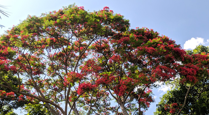 কৃষ্ণচূড়ার রঙে রাঙিয়েছে মানিকগঞ্জ