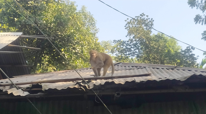 খাবারের সন্ধানে ভারতীয় বানর কুড়িগ্রামে