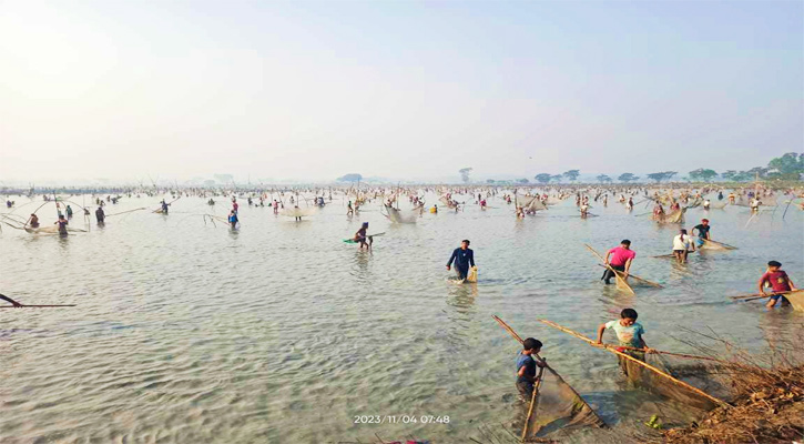 নান্দাইলে বাপাইল বিলে মাছ ধরার উৎসব