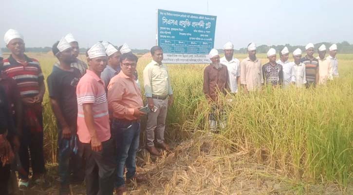 শালিখায় আইএফডিসির শস্য কর্তন ও মাঠ দিবস অনুষ্ঠিত