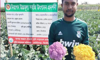 পরীক্ষামূলক রঙিন ফুল কপির চাষ: আশানুরূপ ফল পেয়ে খুশি তরুণ চাষি মোস্তাক