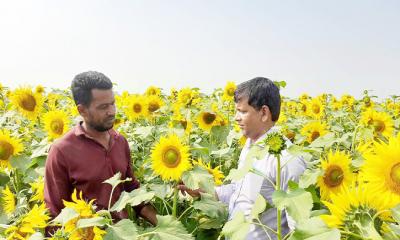 উলিপুরে সূর্যমুখী চাষে তিন বন্ধুর ব্যাপক সাফল্য