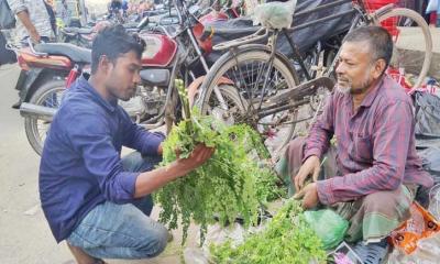 দিনমজুরি করে সংসার চালাতে হিমশিম; বাড়তি আয়ের আশায় সজনে পাতা বিক্রি