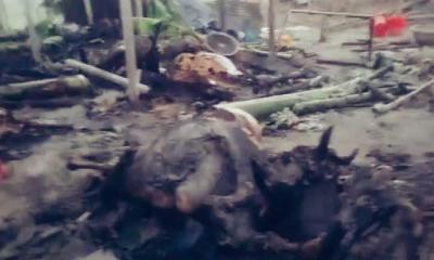 রাজবাড়ীর বিচ্ছিন্ন চর কুশাহাটায় ভয়াবহ অগ্নিকাণ্ডে ১১ গরু পুড়ে ছাই