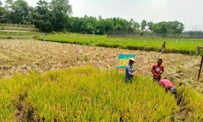 বোরো ধানের বাম্পার ফলনে কালীগঞ্জের কৃষকের মুখে হাসি