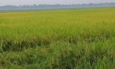 তানোরে পাক ধরেছে বোরো ধানে, বাম্পার ফলনের আশায় কৃষকরা