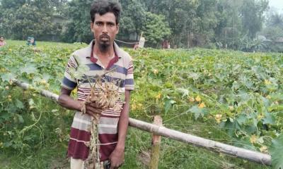 রায়গঞ্জে কৃষকের ৩০ শতক জমির সবজি গাছ কেটে দিল দুর্বৃত্তরা