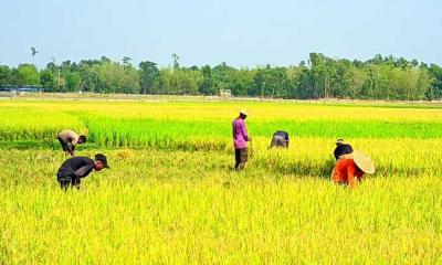 মৌলভীবাজারে বোরো ধানের বাম্পার ফলন, কৃষকদের মুখে হাসির ঝিলিক