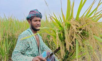 জীবননগরে বোরো ধানের বাম্পার ফলনে কৃষকের মুখে হাসি