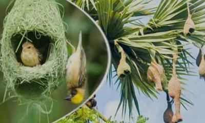 ধনবাড়ীতে বিলুপ্তির পথে তাঁতশিল্পী খ্যাত বাবুই পাখি