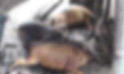 সদরপুরে গভীর রাতে অগ্নিকাণ্ডে পুড়ল ৩ গরুসহ গোয়ালঘর
