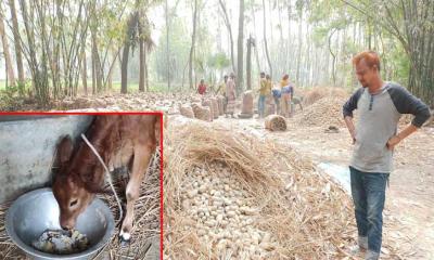 কৃষকের ঘরে ঘরে আলুর স্তূপ, বাজারে আলুর দাম না থাকায় খাওয়ানো হচ্ছে গরুকে