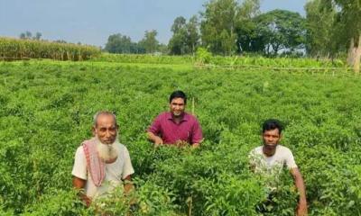 ধনবাড়ীতে মরিচের বাম্পার ফলন হওয়ায় খুশি চাষীরা
