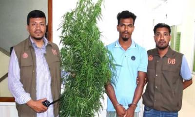 ঝালকাঠিতে পৃথক পৃথক অভিযানে গাঁজা গাছসহ আটক দুই যুবক