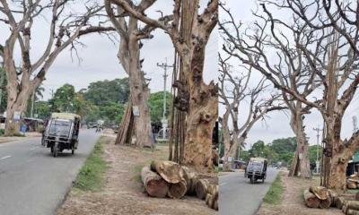 নাভারন-সাতক্ষীরা মহাসড়কের পাশে অর্ধশতাধিক মরা গাছ: দুর্ঘটনার আশঙ্কা