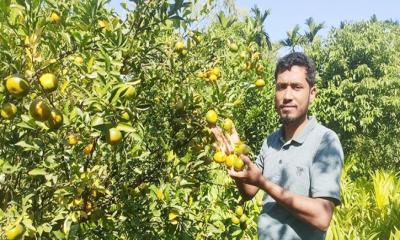 কুড়িগ্রামে কমলা চাষে দ্বিগুণ লাভের স্বপ্ন দেখছেন ফারুক