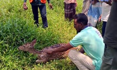 শরণখোলায় লোকালয়ে ঢুকে পড়া মায়া হরিণ উদ্ধার, অবমুক্ত সুন্দরবনে