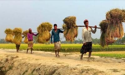 উল্লাপাড়ায় বোরো ধান কাটা শুরু