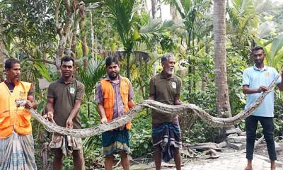 শরণখোলায় ২০ ফুট লম্বা অজগর উদ্ধার, বনে অবমুক্ত
