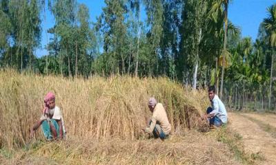 ভূরুঙ্গামারীতে আমন ধান কাটা মাড়াই শুরু করেছে কৃষক