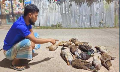 আমতলীতে বিষ প্রয়োগে ১৬টি হাঁস হত্যার অভিযোগ