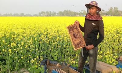 পুরোদমে মধু সংগ্রহ হচ্ছে উল্লাপাড়ায়