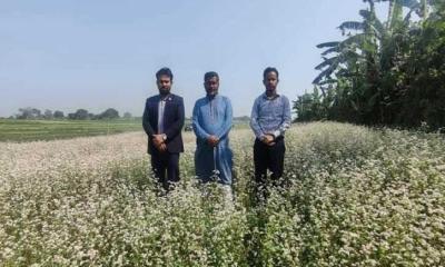 হারিয়ে যাওয়া ঢেমসি চাষের অপার সম্ভাবনাময় এখন লালপুরের পদ্মাচরাঞ্চল