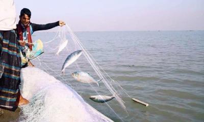 নিষেধাজ্ঞা শেষে পদ্মা-মেঘনায় ফের ইলিশ শিকার শুরু