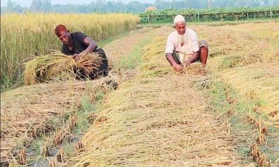 শেরপুরে ধানের বাম্পার ফলন হলেও ন্যায্য মূল্য না পাওয়ায় দুশ্চিন্তায় কৃষক