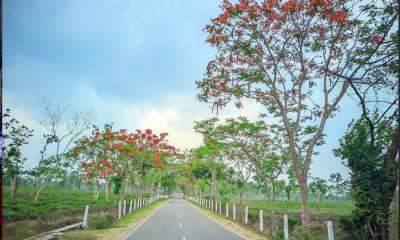 শ্রীমঙ্গলে মুগ্ধতা ছড়াচ্ছে ফুলের সৌন্দর্য