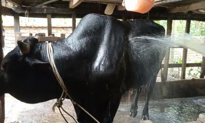 ‘কালা পাহাড়ের’ দাম হাঁকছে ১০ লাখ টাকা