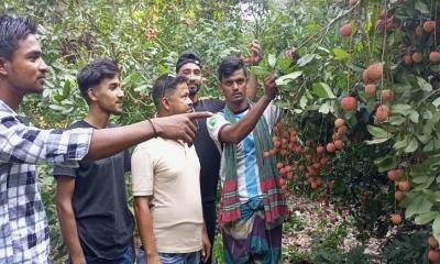 ফরিদপুরের বাজারে উঠেছে লিচু, দাম চড়া