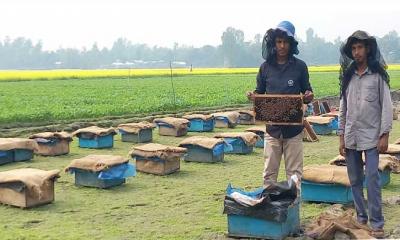 মধু উৎপাদনের লক্ষ্যমাত্রা ১৮০ মেট্রিক টন