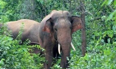 যুবকের প্রাণ কেড়ে নিয়ে হাতি ফিরে গেল ভারতে