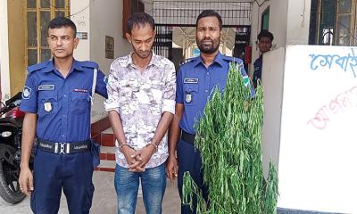 শালিখায় গাঁজা গাছসহ গ্রেপ্তার-১