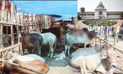 বনশ্রীর মেরাদিয়ায় কোরবানির পশুর হাট নিষিদ্ধ করলো হাইকোর্ট