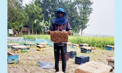 শালিখায় মধু সংগ্রহে ব্যস্ত সময় পার করছেন মৌচাষিরা