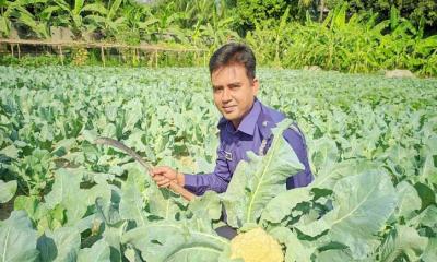 থানার অনাবাদি জমিতে ওসির সবজি চাষ