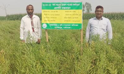 চরে সরিষার ভাল ফলনে খুশি সুন্দরগঞ্জের কৃষকরা