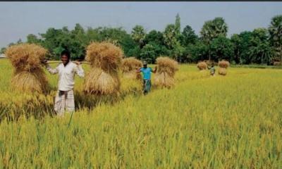 ধনবাড়ীতে বোরো ধানের বাম্পার ফলন, তবে শ্রমিক সংকটে বিপাকে কৃষকরা