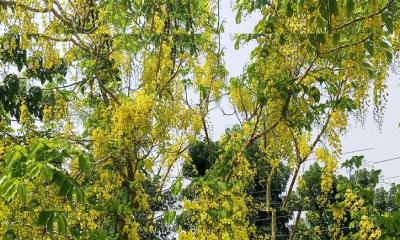 প্রকৃতিতে শোভা ছড়াচ্ছে সোনালু ফুল